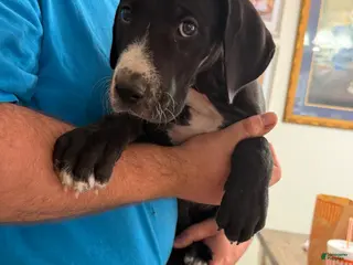 Great Dane dogs Great Dane Puppy 2 - Ad 3