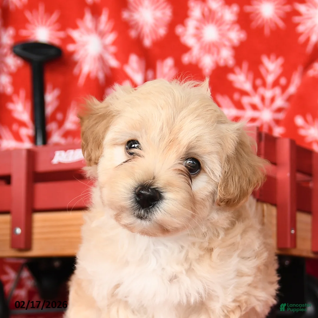 Maltipoo dogs for sale: Freddie - Ad 4