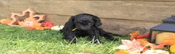 Standard Poodle dogs for sale: Ethan - Ad 3