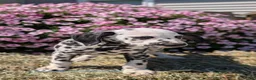 Dalmatian dogs for sale: Layla - Ad 7