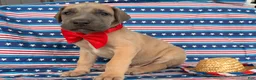 Great Dane dogs for sale: Peter Great Dane  - Ad 5