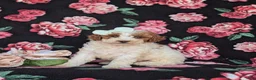 Miniature Poodle dogs for sale: Carleen - Ad 3