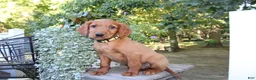 Mixed Breed dogs for sale: barry - Ad 1