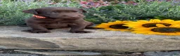 Labrador Retriever dogs for sale: Marigold  - Ad 7