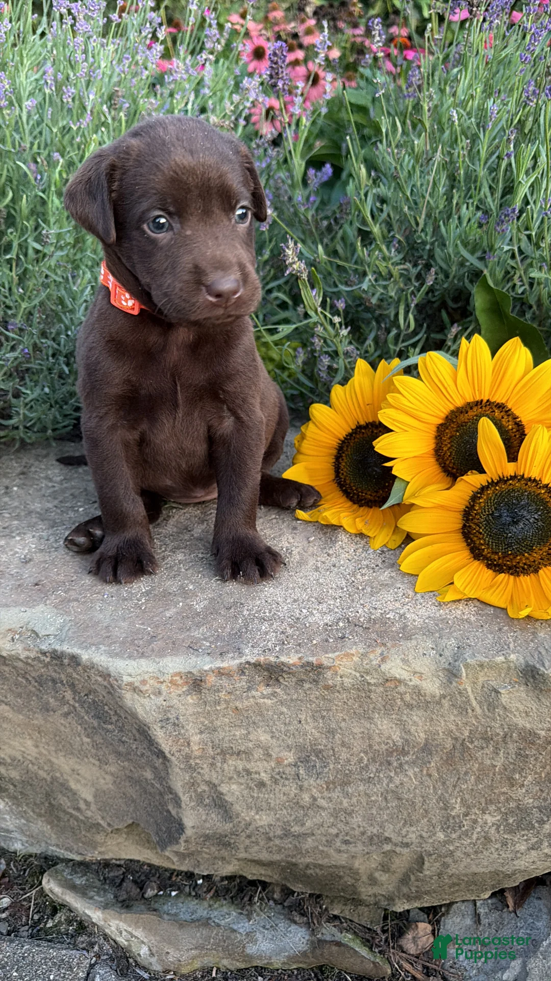 Labrador Retriever dogs for sale: Marigold  - Ad 7