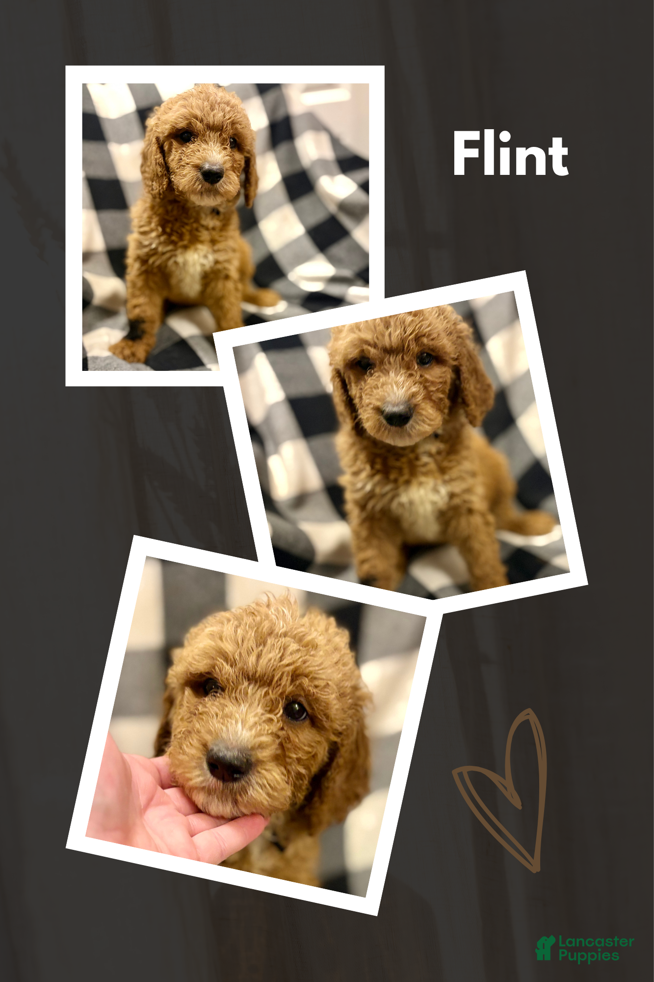 Mini Goldendoodle dogs for sale: Flint - Ad 38