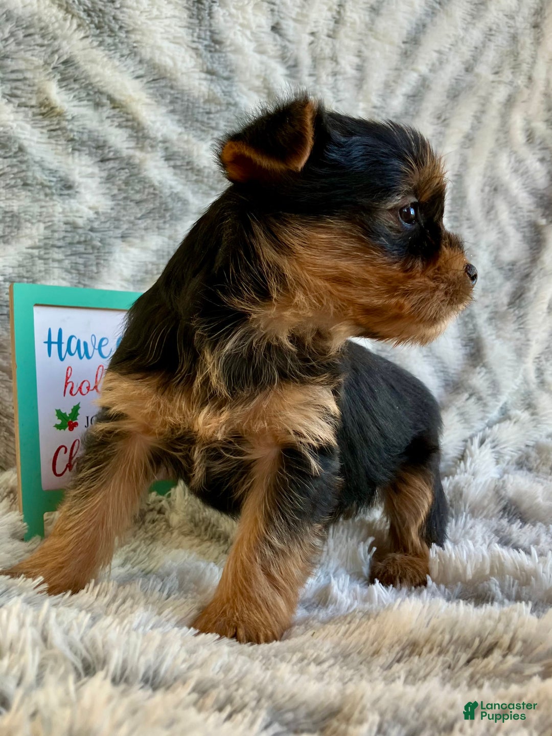 Yorkshire Terrier dogs for sale: Noelle  - Ad 4