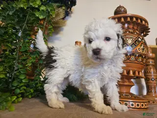 Mini Goldendoodle dogs Primrose - Ad 2