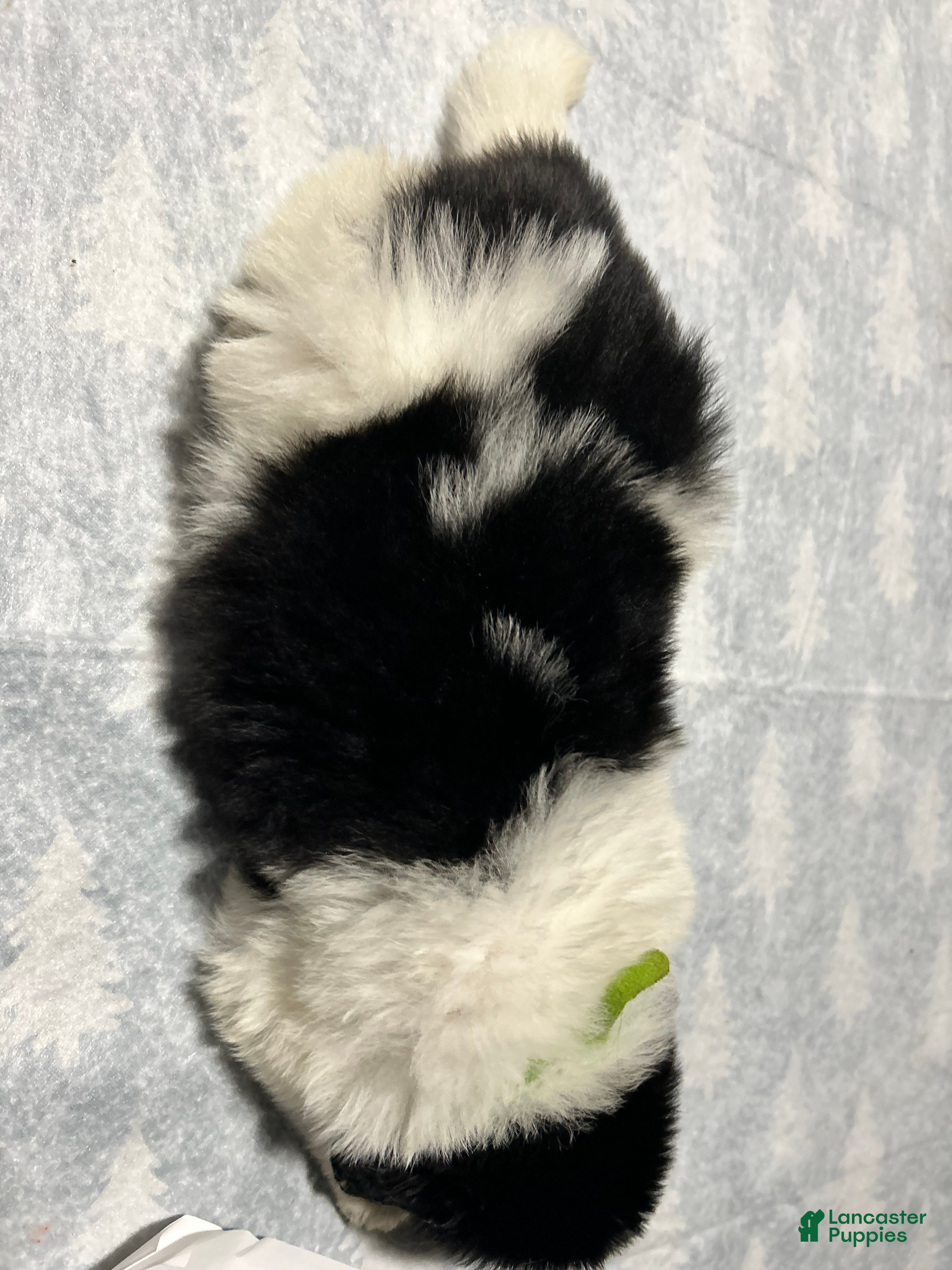 Mixed Breed dogs Mixed Breed Puppy 1 - Ad 3