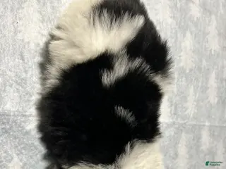 Mixed Breed dogs Mixed Breed Puppy 1 - Ad 3