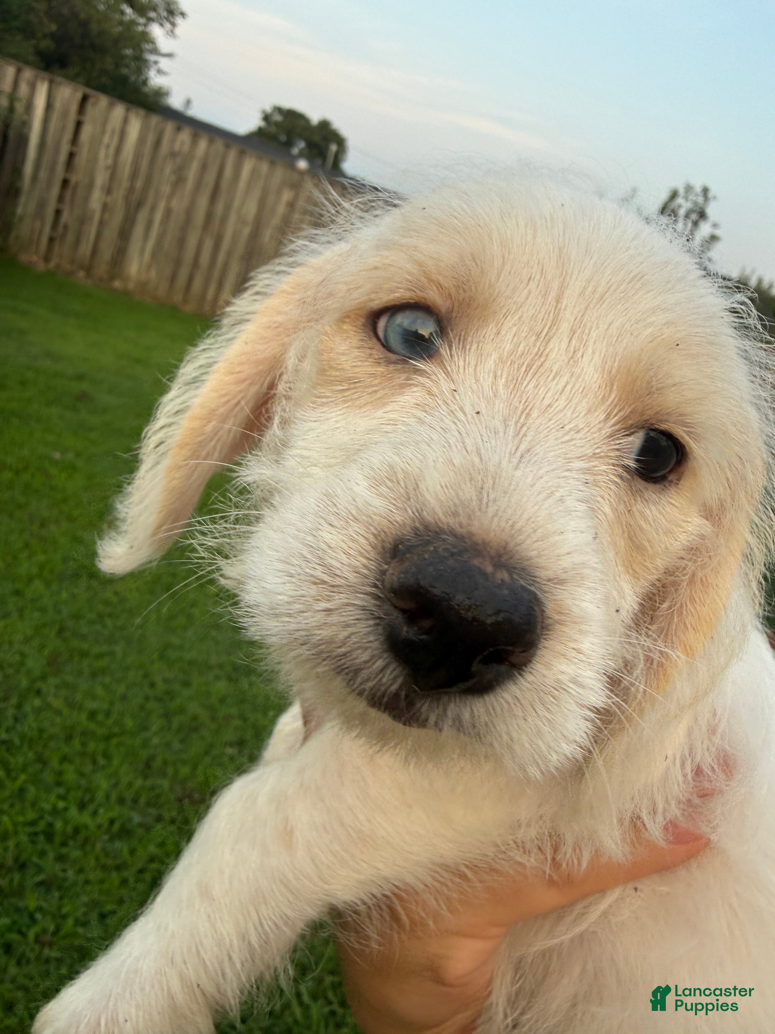 Mixed Breed dogs 🧡 Orange Collar Boy 🧡 - Ad 19