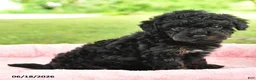 Toy Poodle dogs for sale: Ada - Ad 3