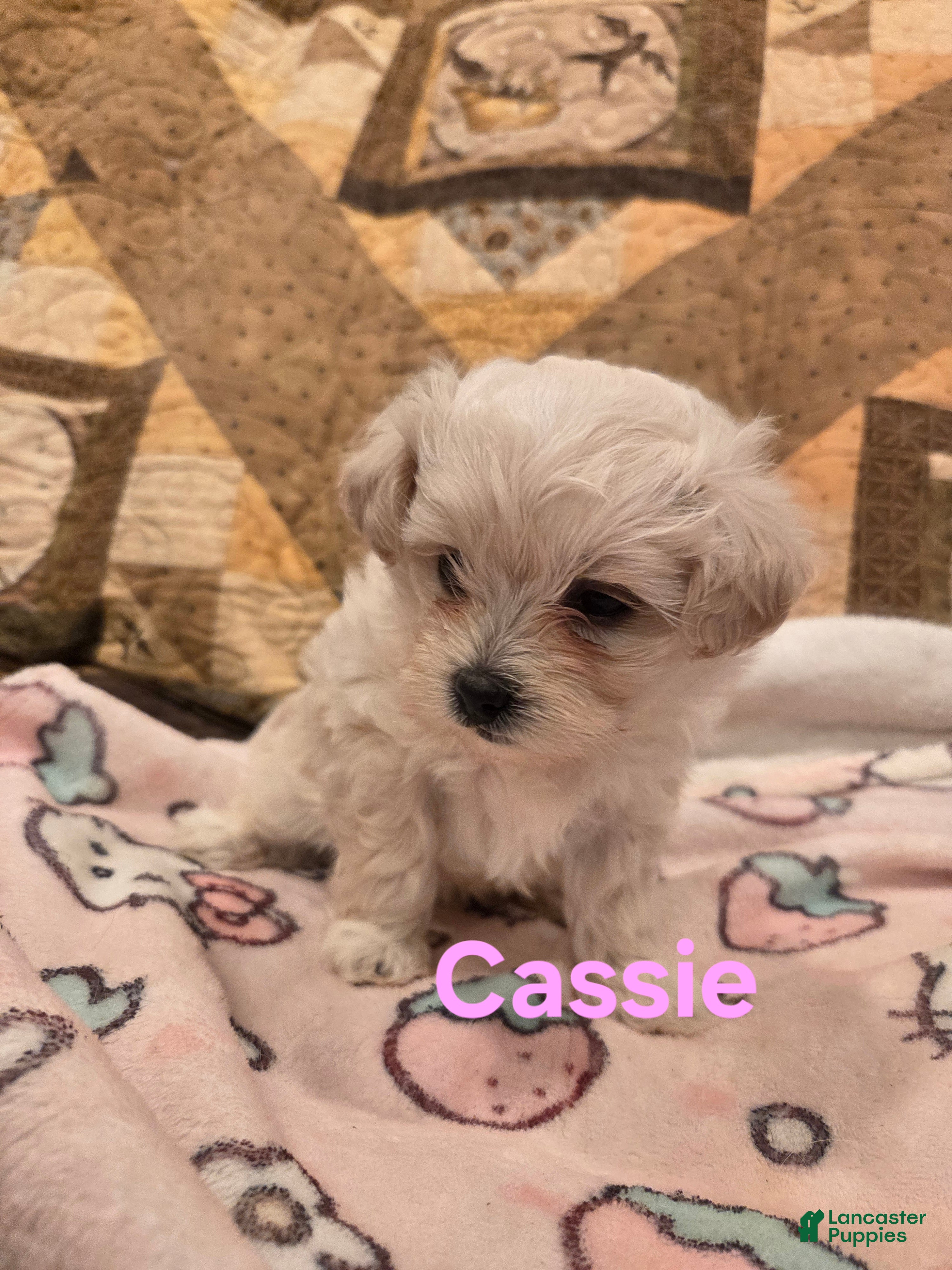 Shihpoo dogs Cassie - Ad 7