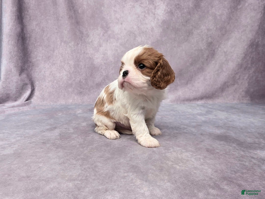 Cavalier King Charles Spaniel dogs for sale: Silas - Ad 5
