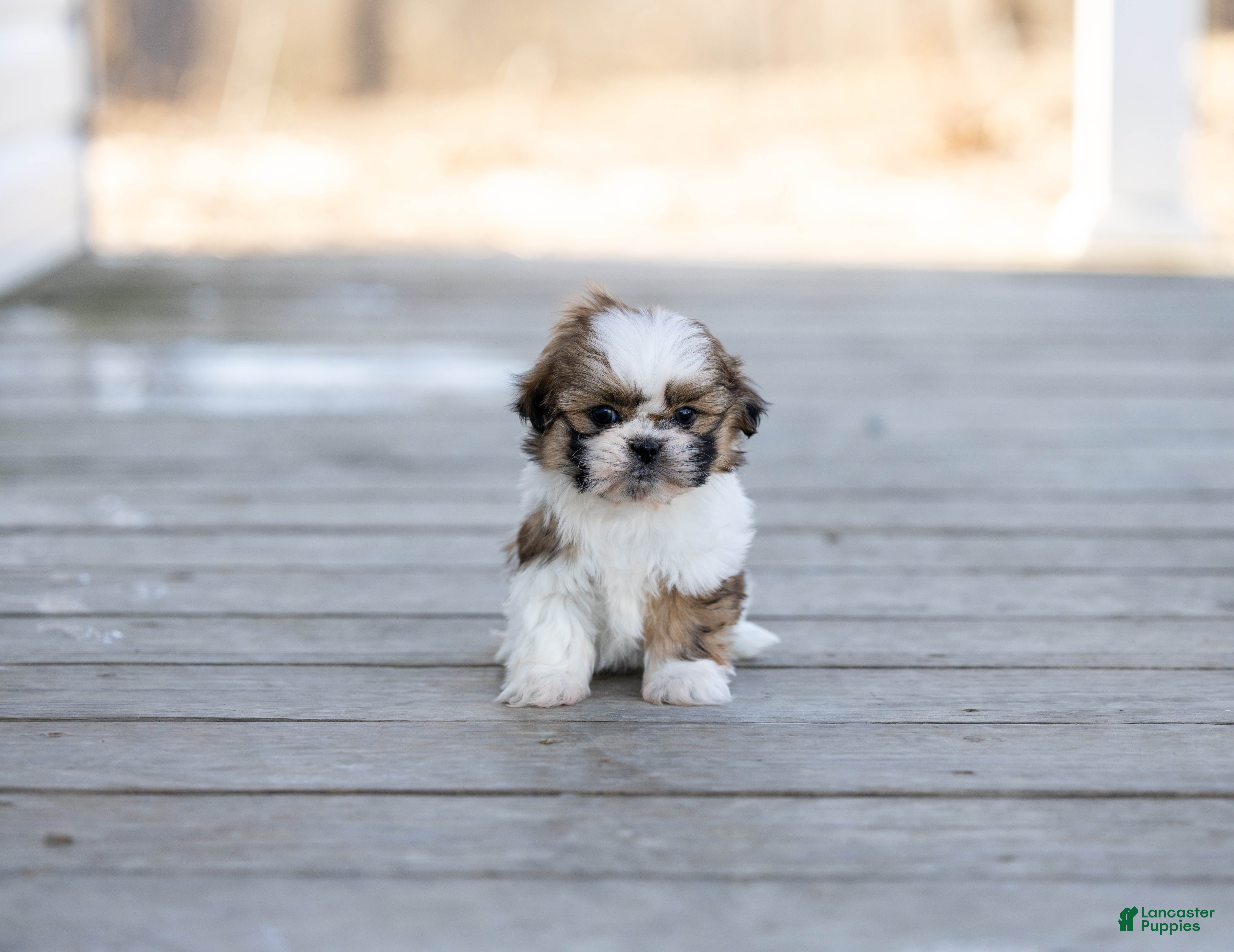 Shih Tzu dogs Timmy - Ad 4