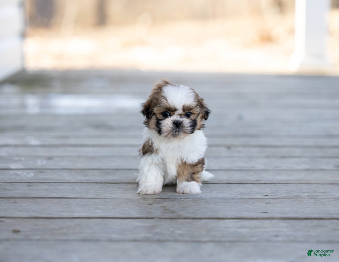 Shih Tzu dogs for sale: Timmy - Ad 1