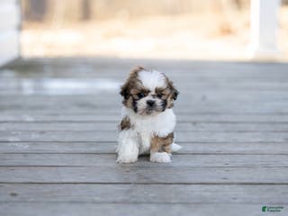 Shih Tzu dogs Timmy - Ad 7