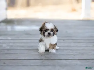 Shih Tzu dogs Timmy - Ad 7