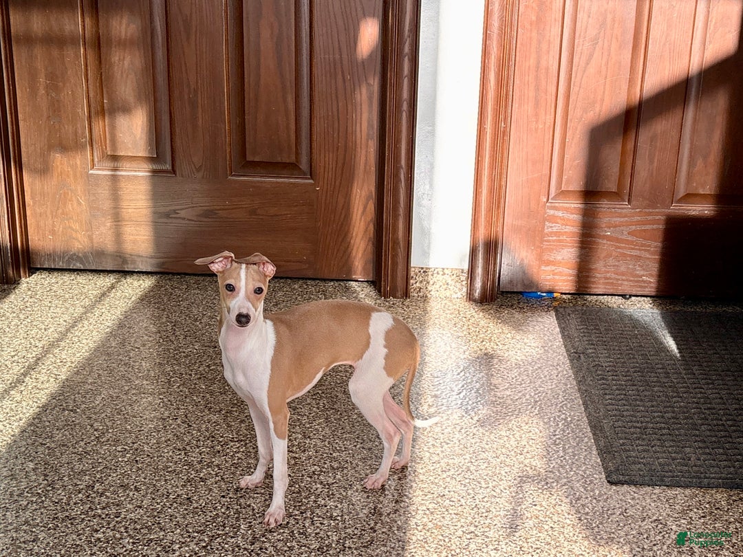 Italian Greyhound dogs for sale: Italian Greyhound Puppy 1 - Ad 4