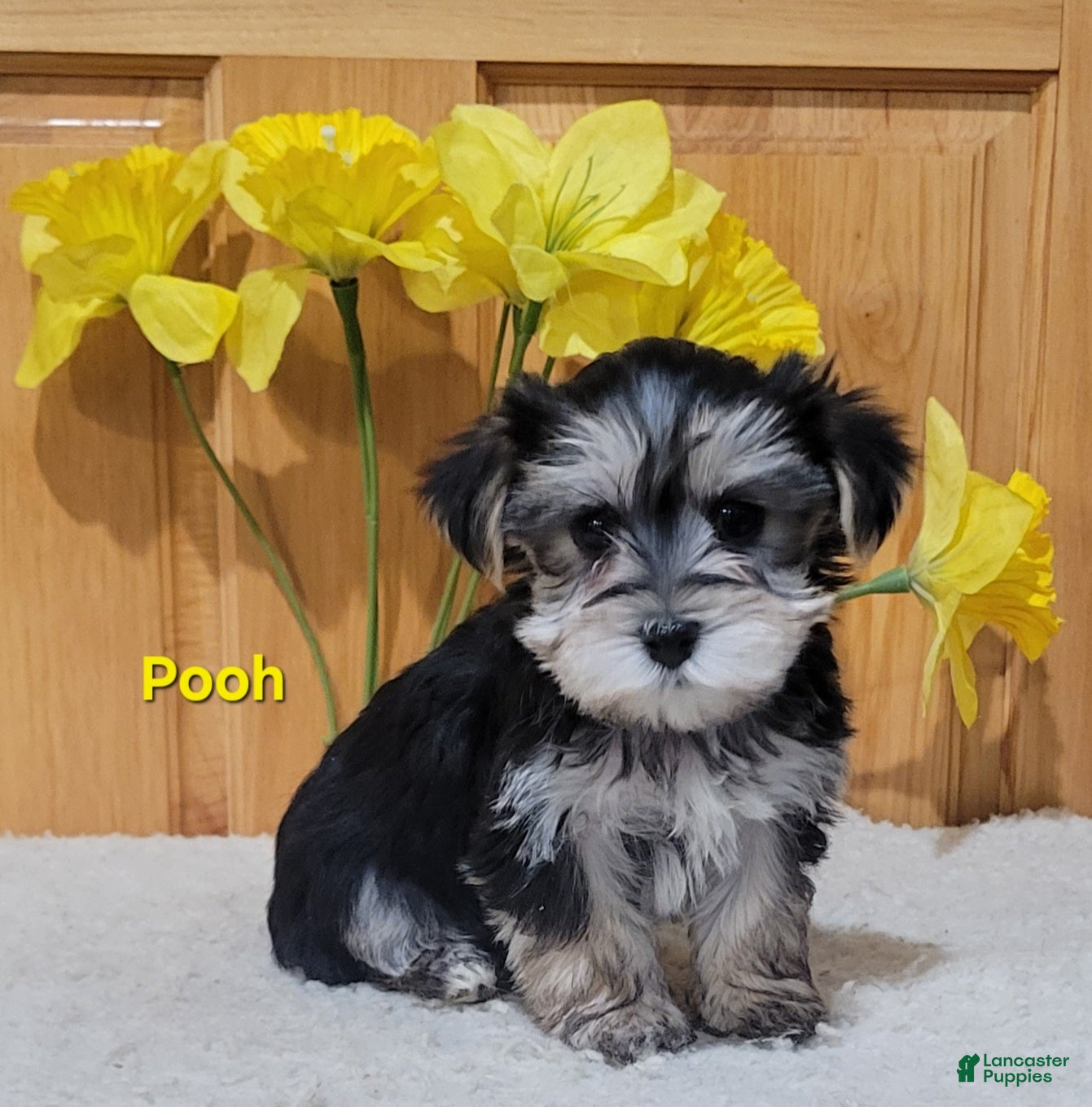 Morkie dogs Pooh - Ad 2