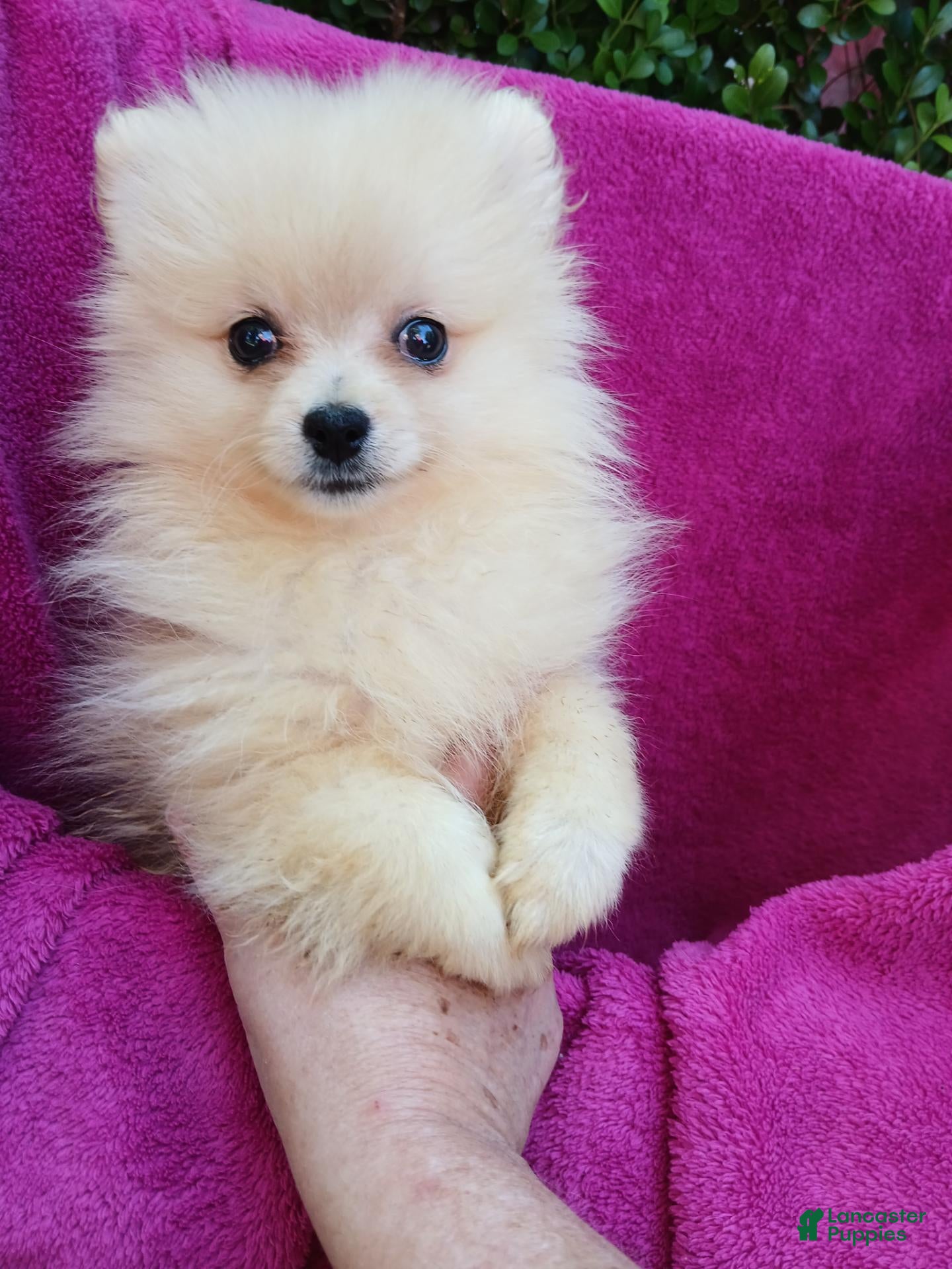 Pomeranian dogs Sugar Cookie  - Ad 2