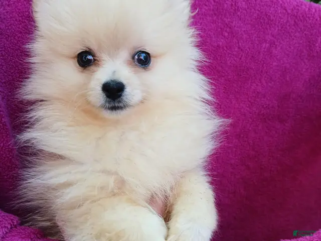 Pomeranian dogs for sale: Sugar Cookie - Ad 2