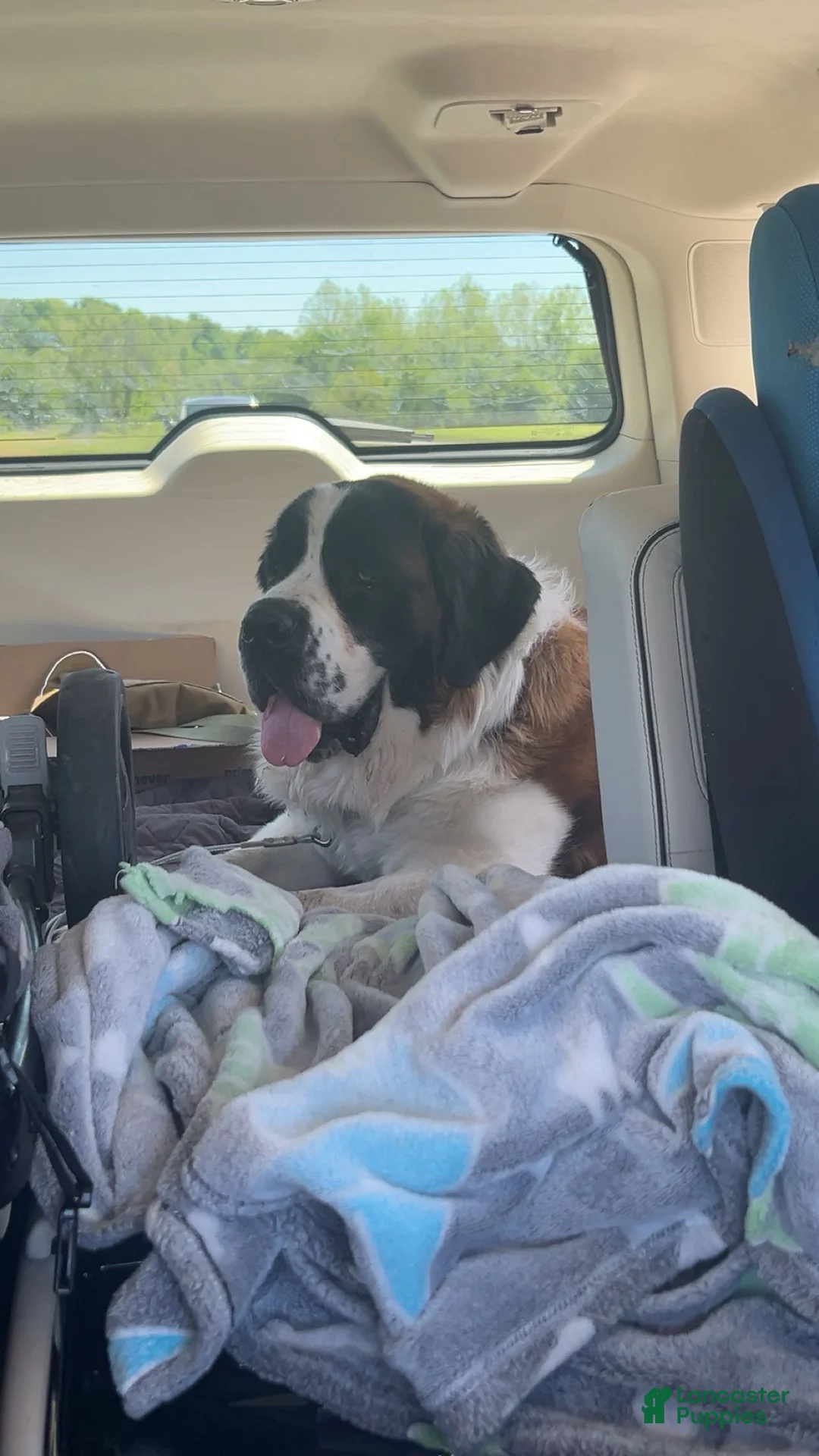 Saint Bernard dogs for sale: Saint Bernard  - Ad 3