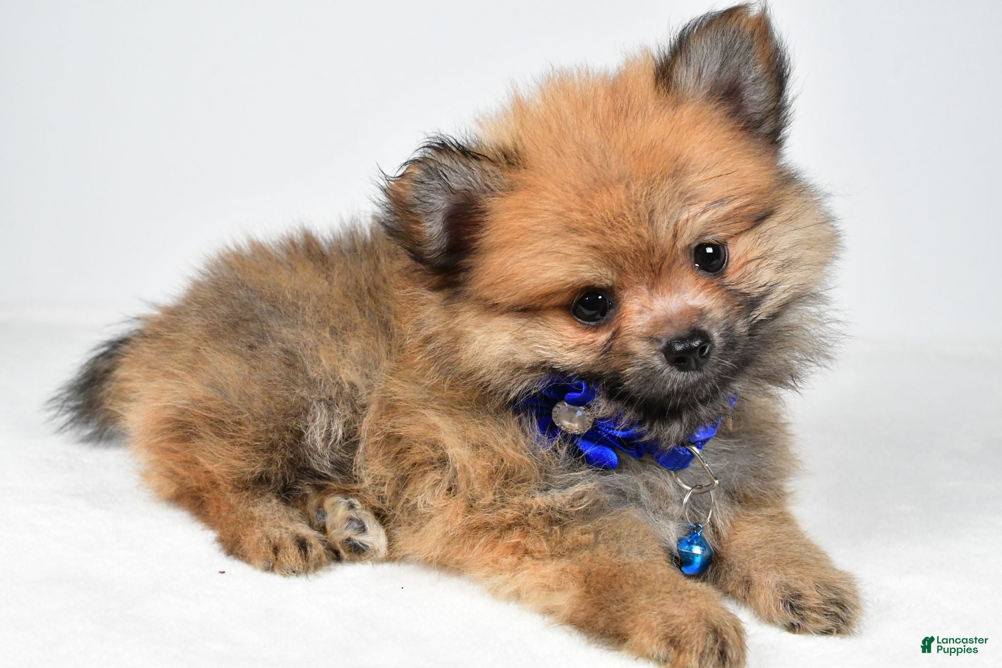 Pomeranian dogs Flower - Ad 2