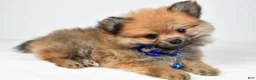 Pomeranian dogs for sale: Flower - Ad 2