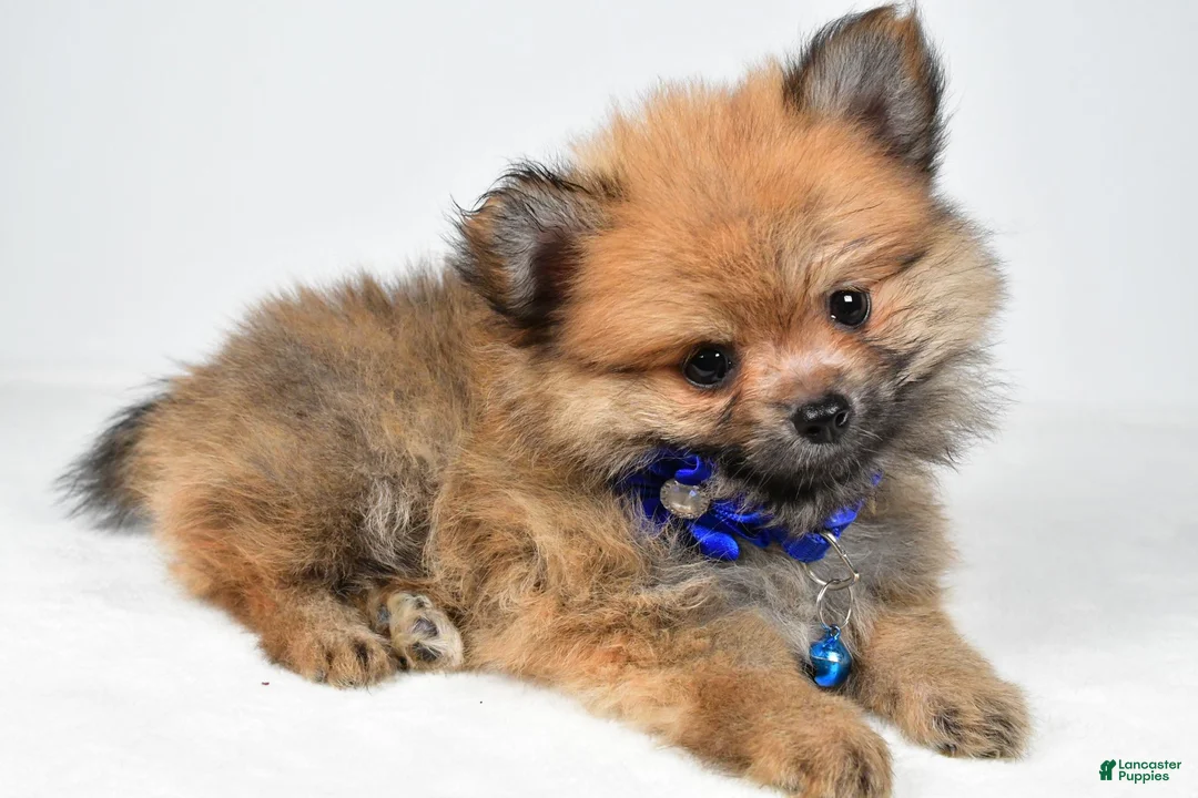 Pomeranian dogs for sale: Flower - Ad 2