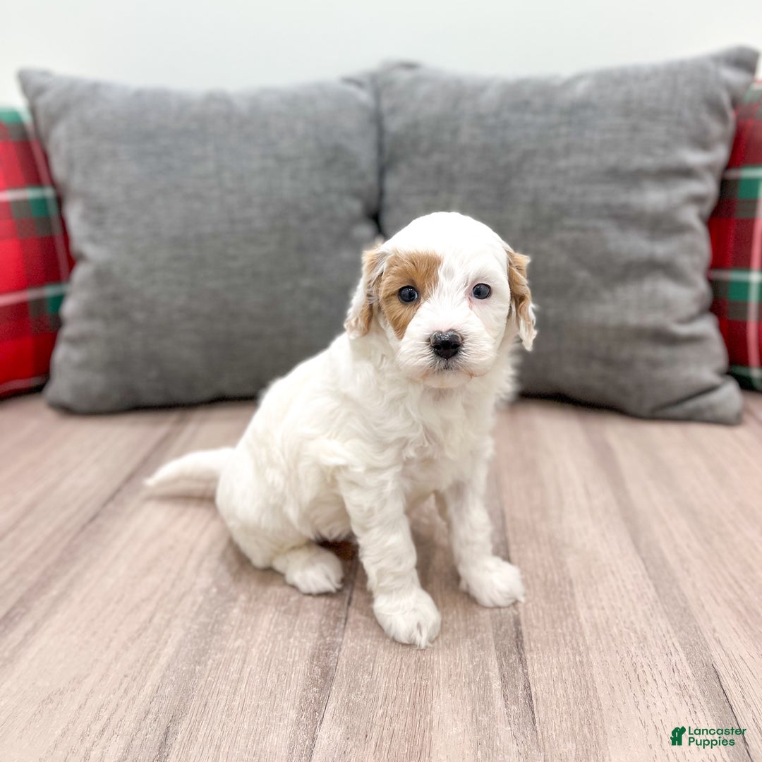 Mini Goldendoodle dogs for sale: Isabella - Ad 7
