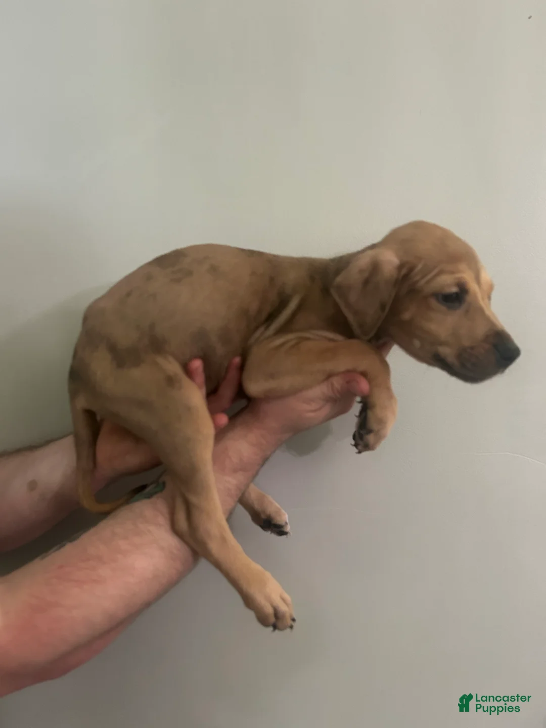 Mixed Breed dogs for sale: Puppy 9  - Ad 2