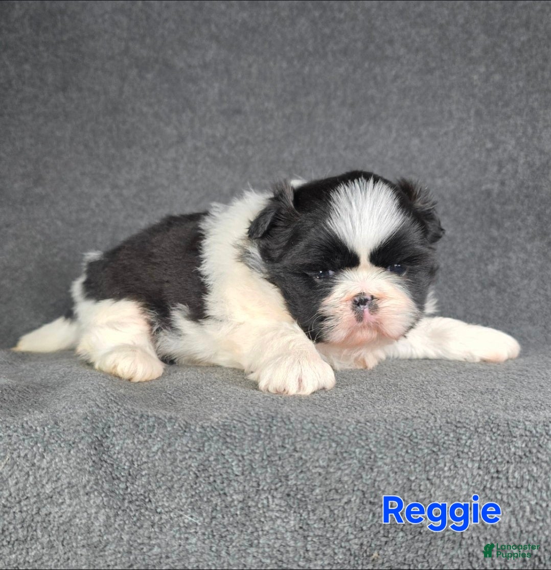 Shih Tzu dogs Reggie - Ad 27