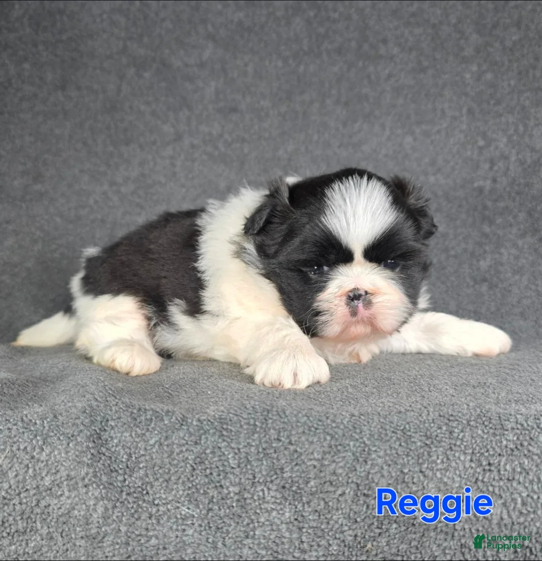 Shih Tzu dogs for sale: Reggie - Ad 1