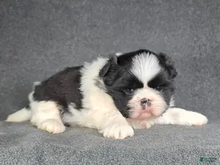 Shih Tzu dogs Reggie - Ad 27