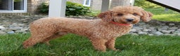Mini Goldendoodle dogs for sale: Ollie - Ad 9