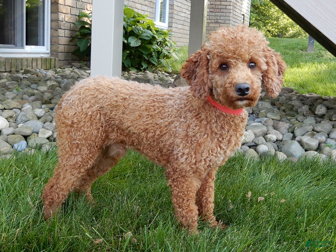 Mini Goldendoodle dogs for sale: Ollie - Ad 9