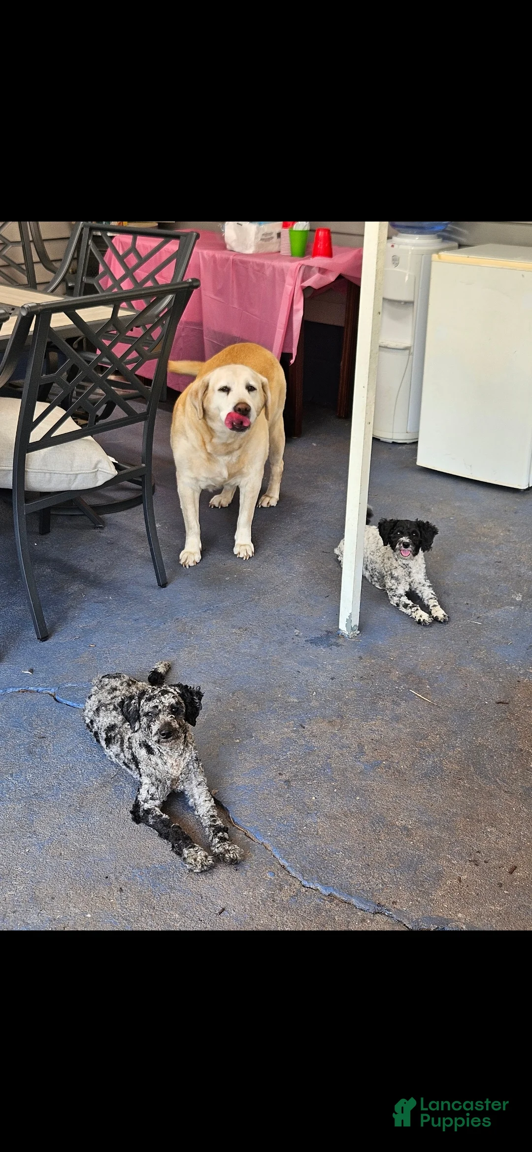 Miniature Poodle dogs for sale: Miniature Poodle Puppy 1 - Ad 3