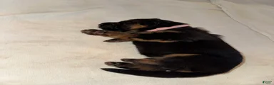 German Shepherd 4