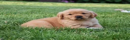 Golden Retriever dogs for sale: Aza - Ad 4