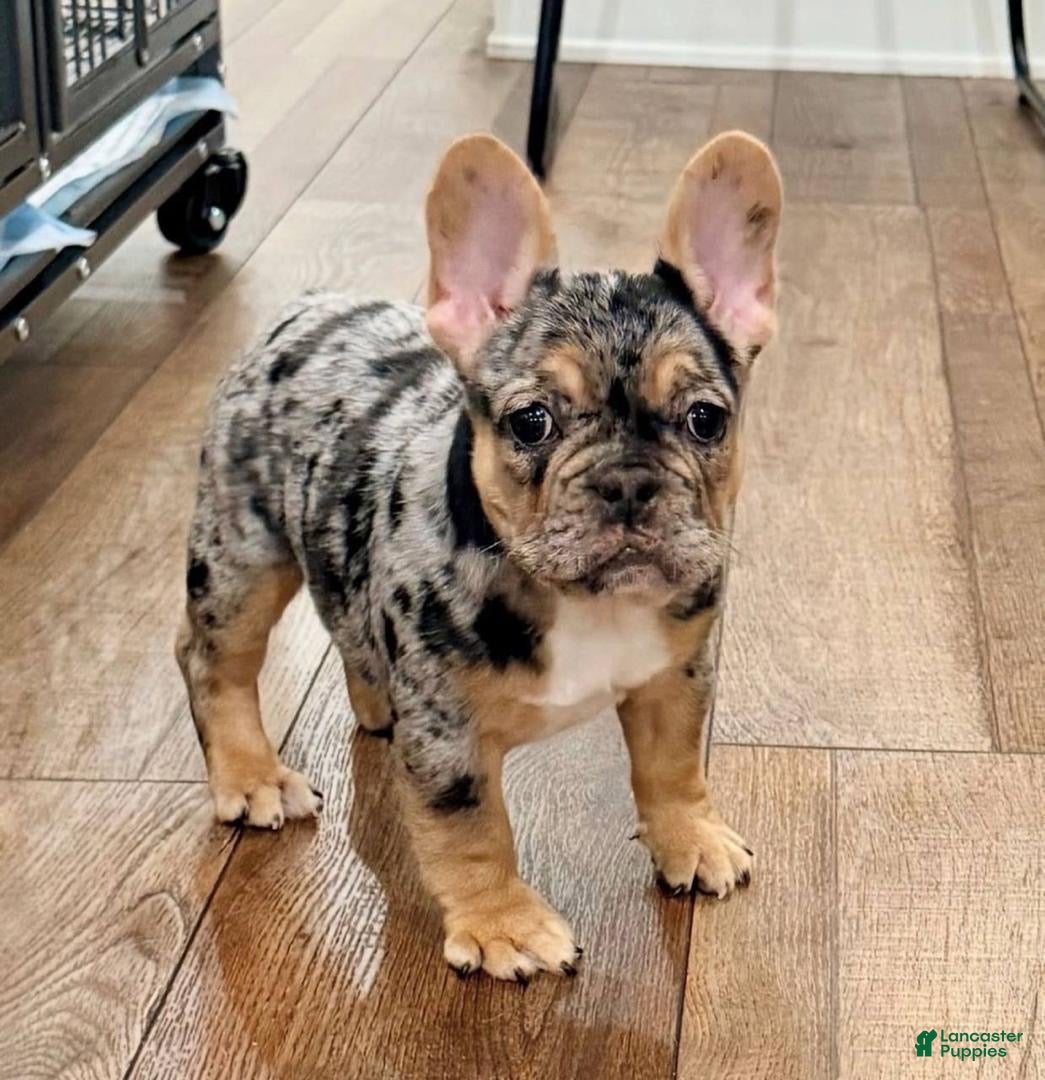 French Bulldog dogs French Bulldog Puppy 6 - Ad 13