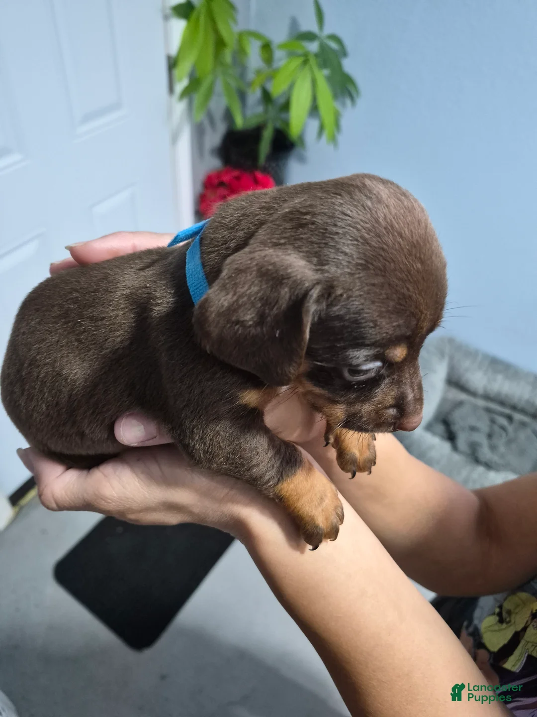 Dachshund dogs for sale: Dachshund Puppy 1 - Ad 1