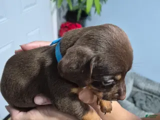 Dachshund dogs Dachshund Puppy 1 - Ad 12