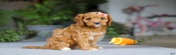 Cavapoo dogs for sale: Jewel - Ad 5
