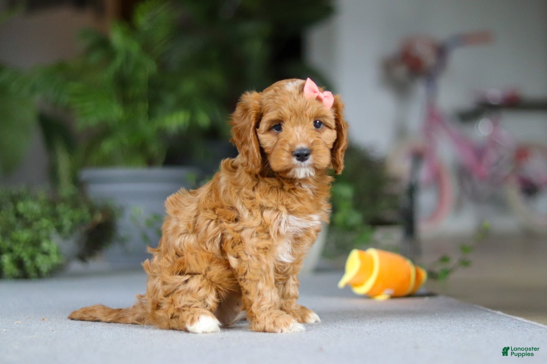 Cavapoo dogs for sale: Jewel - Ad 5