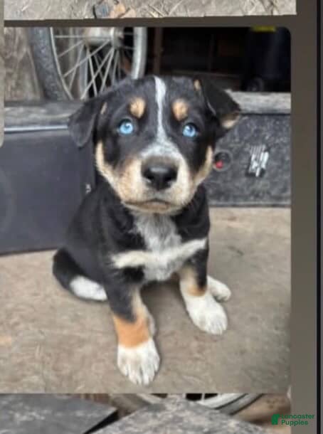 Mixed Breed dogs Mixed Breed Puppy 1 - Ad 16