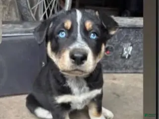 Mixed Breed dogs Mixed Breed Puppy 1 - Ad 16