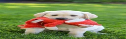 Labrador Retriever dogs for sale: Buster - Ad 9