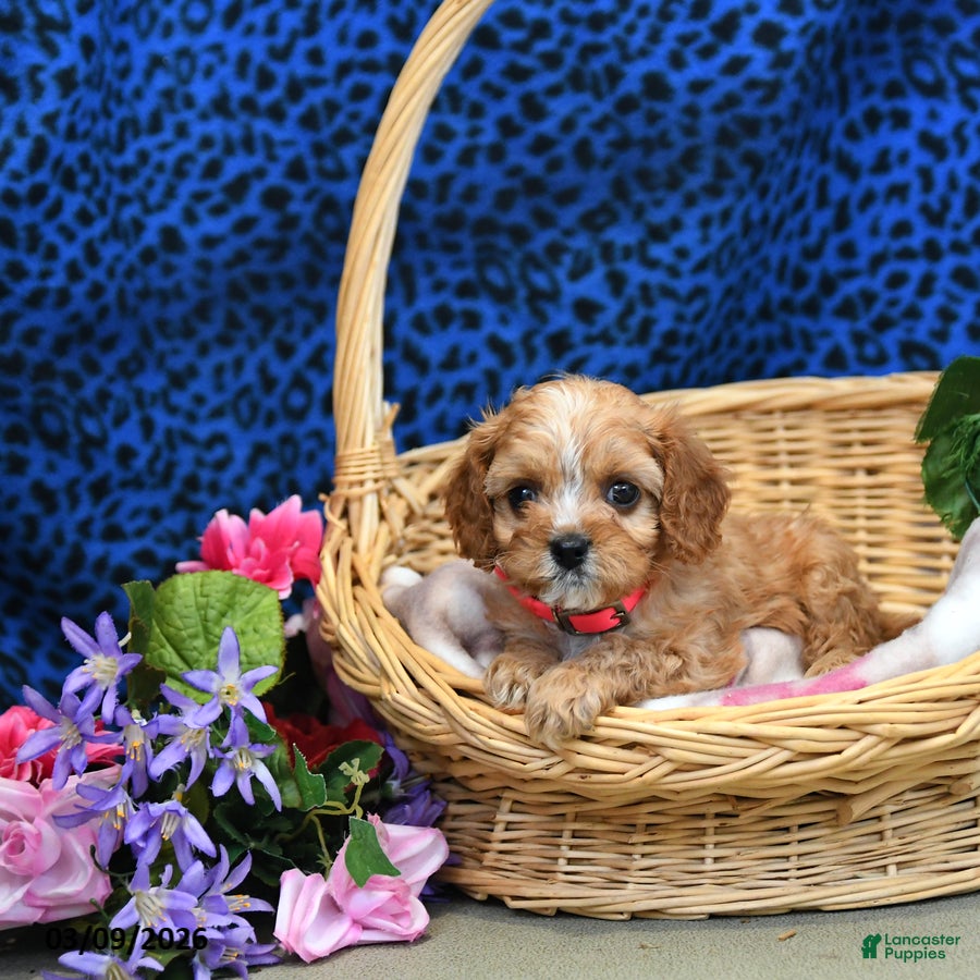 Cavapoo dogs Sofie - Ad 1