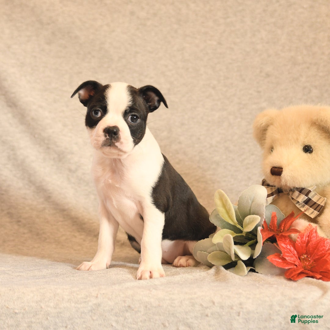 Boston Terrier dogs for sale: Fairy - Ad 1